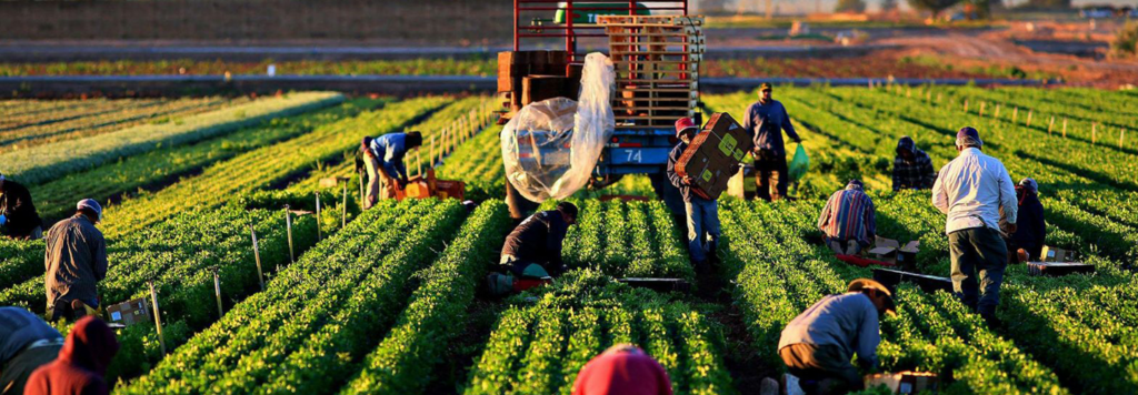 Optimising Labour Use in Agriculture: