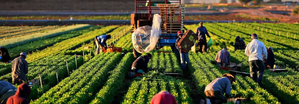 Optimising Labour Use in Agriculture: