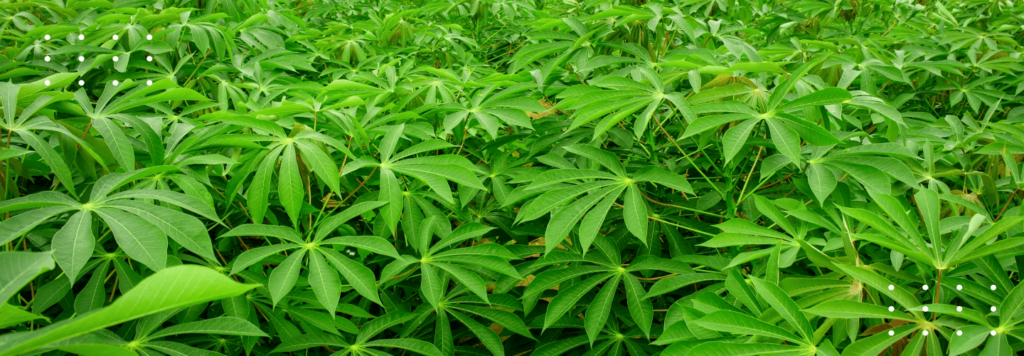 FarmERP Mitigates Losses and Maximises Yields for a Cassava Plantation Business