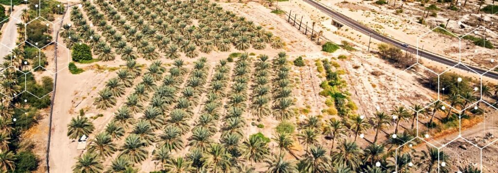 FarmERP Revamps and Ramps Up Operations for a Dates Plantation in the Middle East