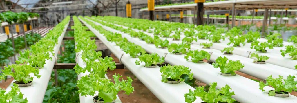 FarmERP Bolsters the Operational Efficiency of Singapore’s Biggest Hydroponic Enterprise