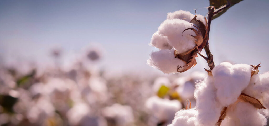 Organization working with 150,000 cotton farmers to improve cotton supply chain trusts FarmERP