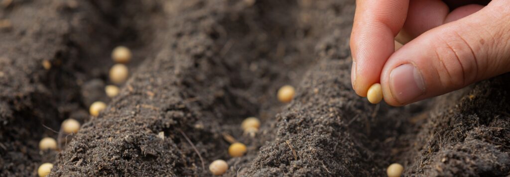 Leading Vegetable Plantation