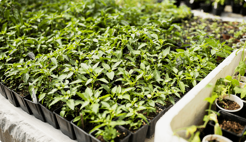 NurseryOps10X